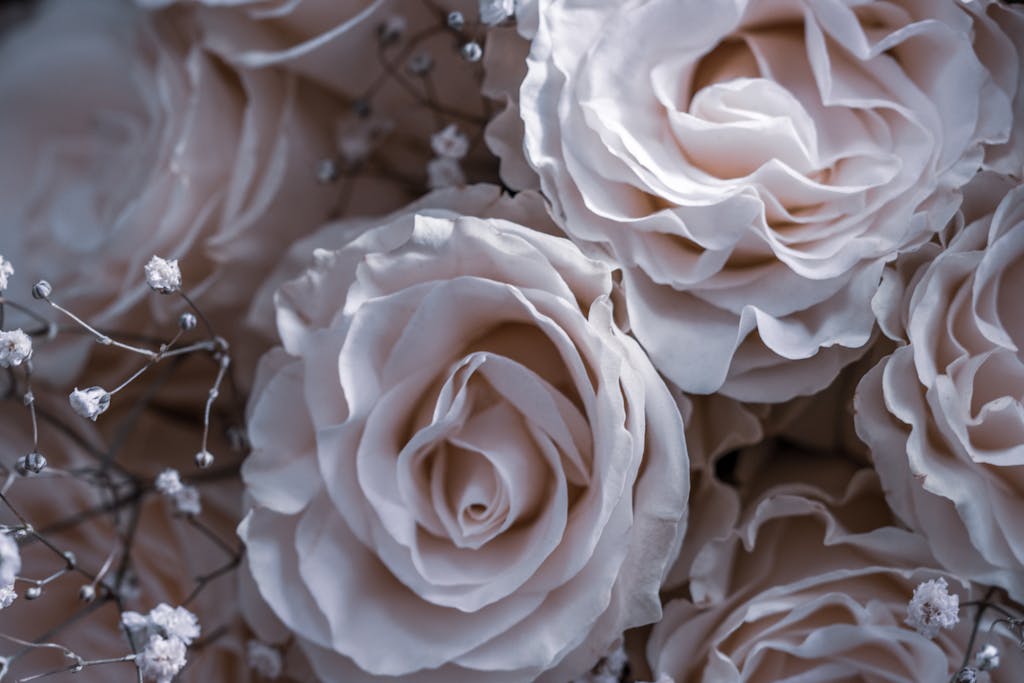 Close-up of delicate blush roses with gentle lighting creating a soft, romantic feel.